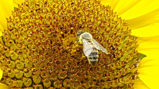 Vom Leben unserer Honigbienen