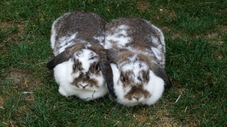 Richtige Fütterung und Pflege bei Kaninchen