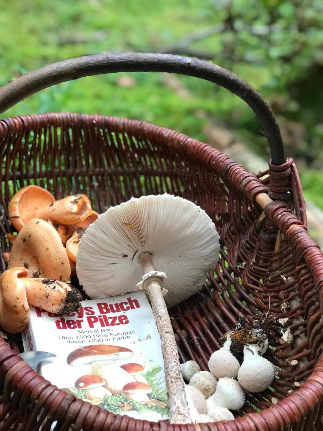 Pilzkontrolle, verschiedene PIlze in einem Korb. Bild von Sabrina Molkenthin Pilzkontrolle, verschiedene PIlze in einem Korb. Bild von Sabrina Molkenthin